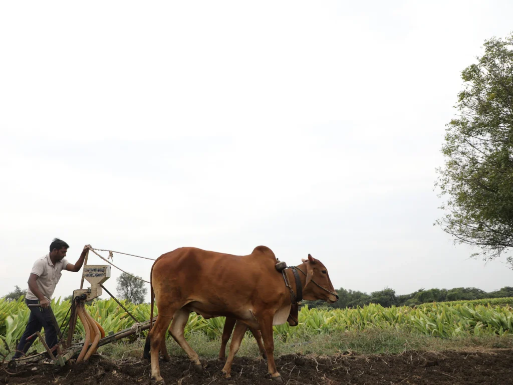 A farmer sitting beside his cow in the Indian countryside